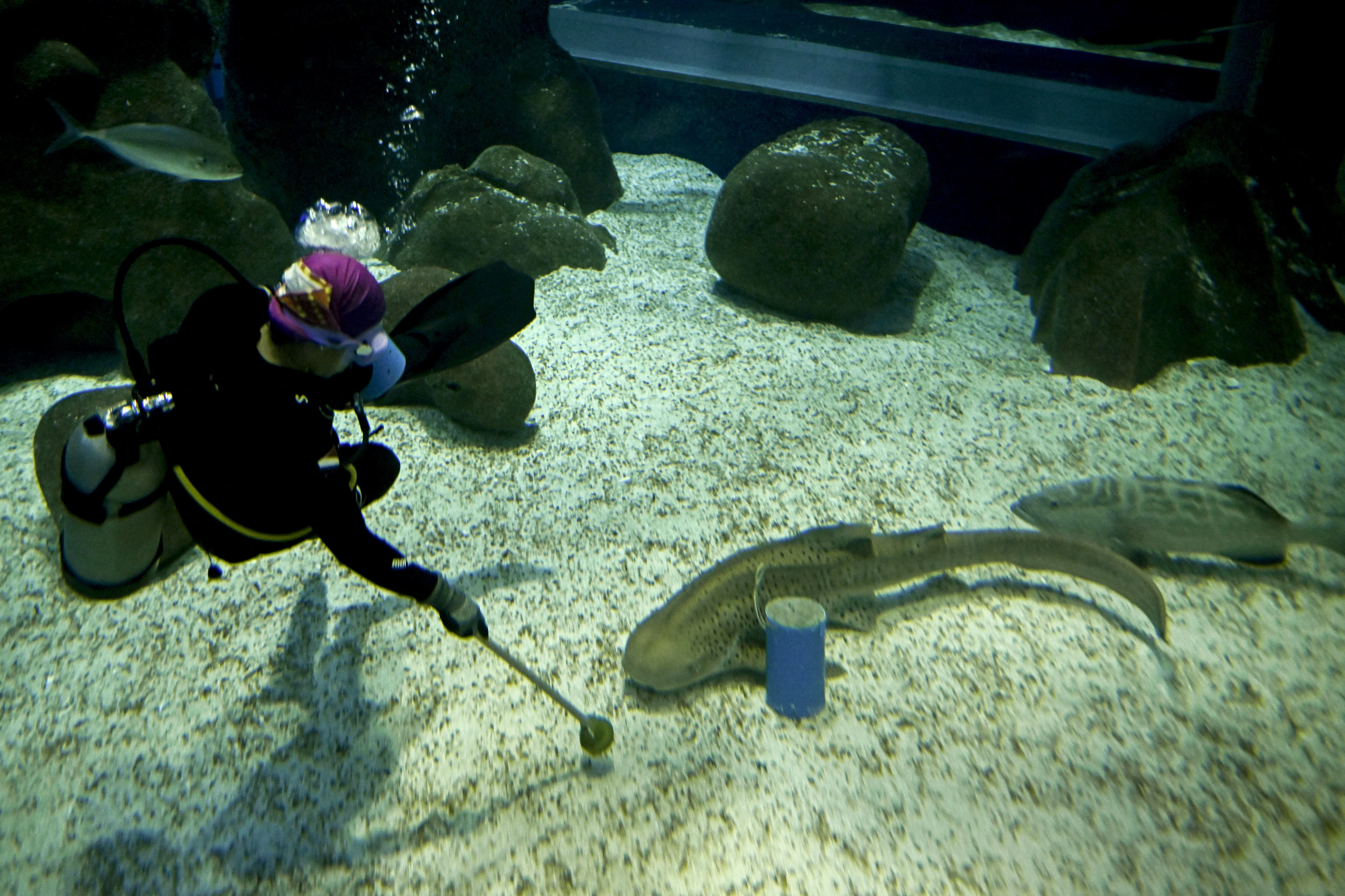 组图：巴西水族馆用鲨鱼预测世界杯比赛结果| 足球| 克罗地亚| 大纪元