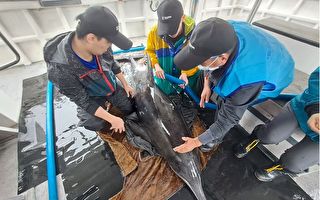糙齒海豚集體擱淺 各團隊共同搶救回到大海