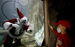 组图：墨西哥圣诞老人潜入鱼缸内表演