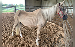 瘦骨嶙峋的母馬獲救後 發生令人驚奇變化