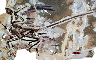 首個直接化石證據顯示恐龍吞食哺乳動物