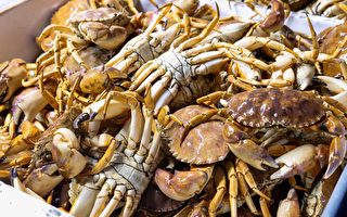 加州商业捕蟹季12月31日开始 但仍有限制