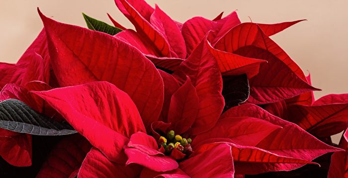 圣诞花语：一品红、冬青传说及更多
