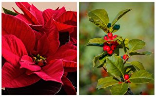 圣诞花语：一品红、冬青等花卉的传说