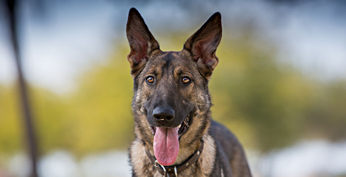 来自大陆的小狗被弃加州海关 美国机长收养