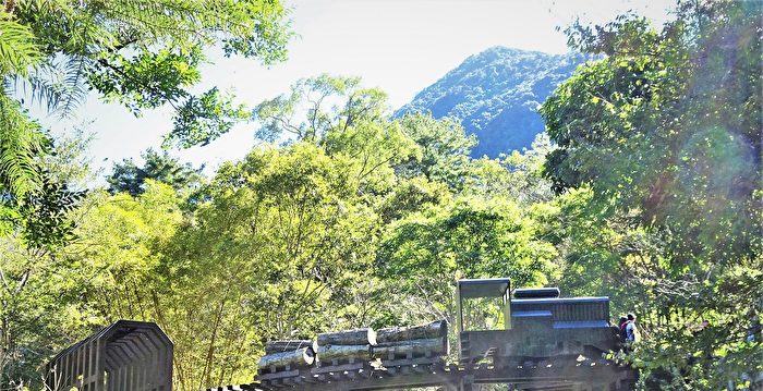 享受森林浴 慢游台中八仙山森林游乐区