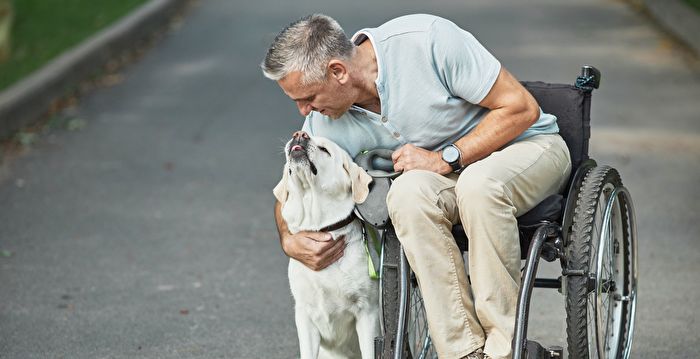 感人一幕:忠犬推着坐轮椅的主人过马路