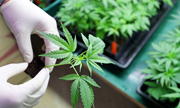 从药物到毒品：大麻、吗啡、可卡因、海洛因和芬太尼