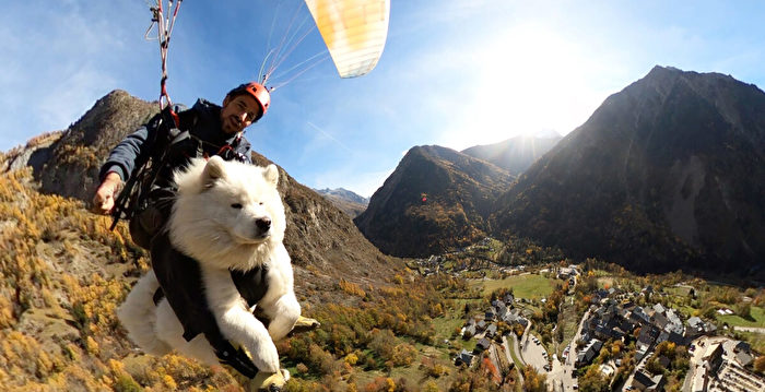 无所畏惧小狗与主人乘滑翔伞冒险 风靡一时