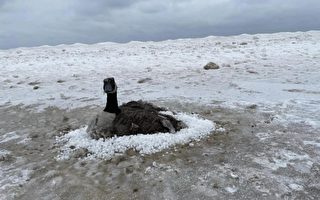 美国低温笼罩 野鹅在结冰沙地上被冻住