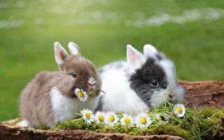 中國兔年郵票 紅眼藍兔被調侃「新冠兔」