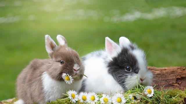 中国兔年邮票 红眼蓝兔被调侃“新冠兔”
