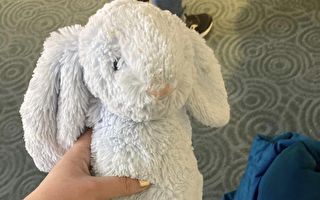 小兔子被遗失在温哥华机场   终于回家了