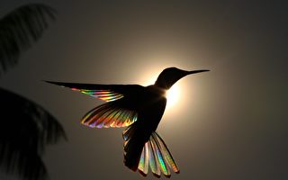 組圖：逆光飛行的蜂鳥 呈現絢麗的彩虹羽翼