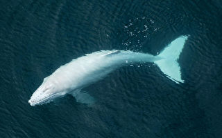 超罕見 純白色座頭鯨現身哥斯達黎加海岸
