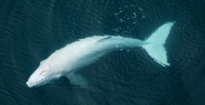 超罕见 纯白色座头鲸现身哥斯达黎加海岸