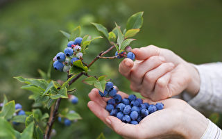 藍莓是天然血管清道夫 可有效預防心臟病