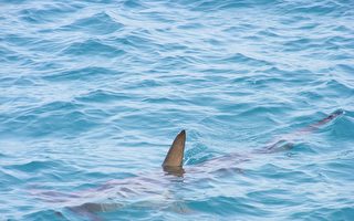 鲨鱼在海滩上搁浅 澳洲男子徒手抱它回海里