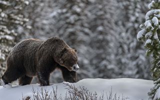组图：摄影师惊喜邂逅知名的加拿大灰熊