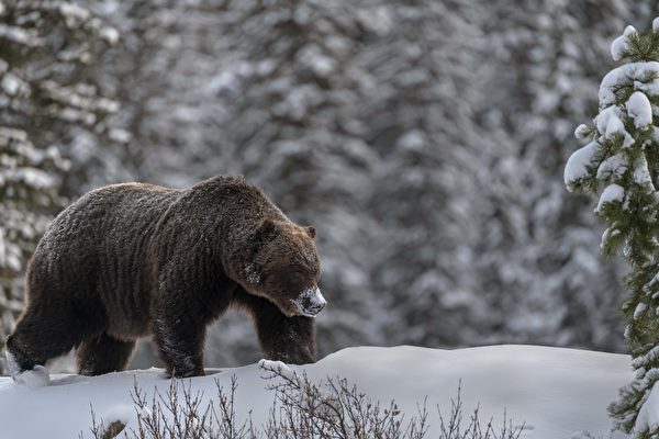 组图：摄影师惊喜邂逅知名的加拿大灰熊