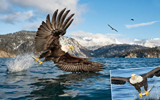 組圖：低角度抓拍白頭鷹捕魚的威猛瞬間