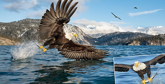 组图：低角度抓拍白头鹰捕鱼的威猛瞬间| 阿拉斯加| 鸟类| 摄影师| 大纪元