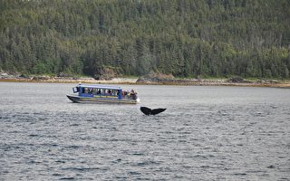 千载难逢 游客在加州外海罕见目睹灰鲸产崽