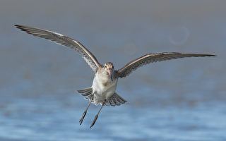 從阿拉斯加直飛13560公里到澳洲 小鳥破紀錄