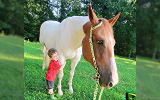 3岁男孩与马有特殊感情 喜欢互相“击掌”