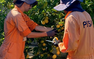 南澳蔬果产区爆发新一轮果蝇虫害