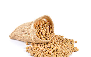 转基因大豆有害健康吗？