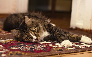 英国小猫不停抓地毯 救了女主人一命