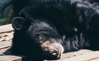 美康州居民发现黑熊在后院冬眠 大吃一惊