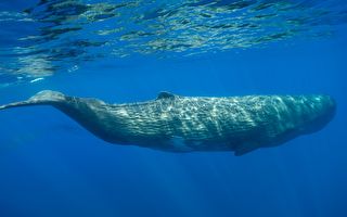 8米長抹香鯨迷航受困大阪 苦撐5天仍離世