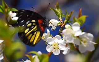桃园角板山的梅花与蝴蝶成为石门水库新焦点