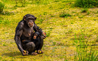 世界最罕見黑猩猩幼崽在英國動物園誕生