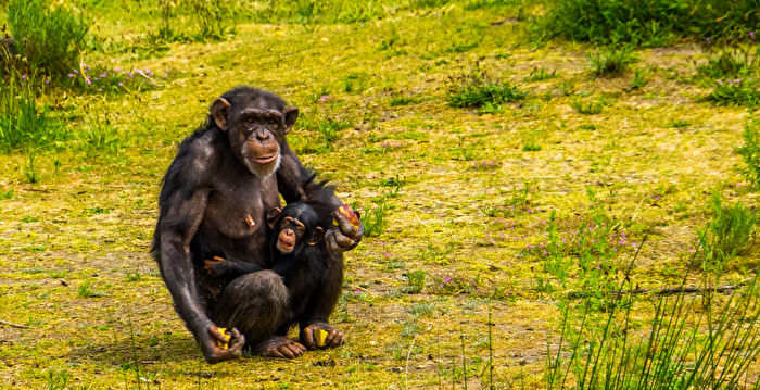 世界最罕见黑猩猩幼崽在英国动物园诞生