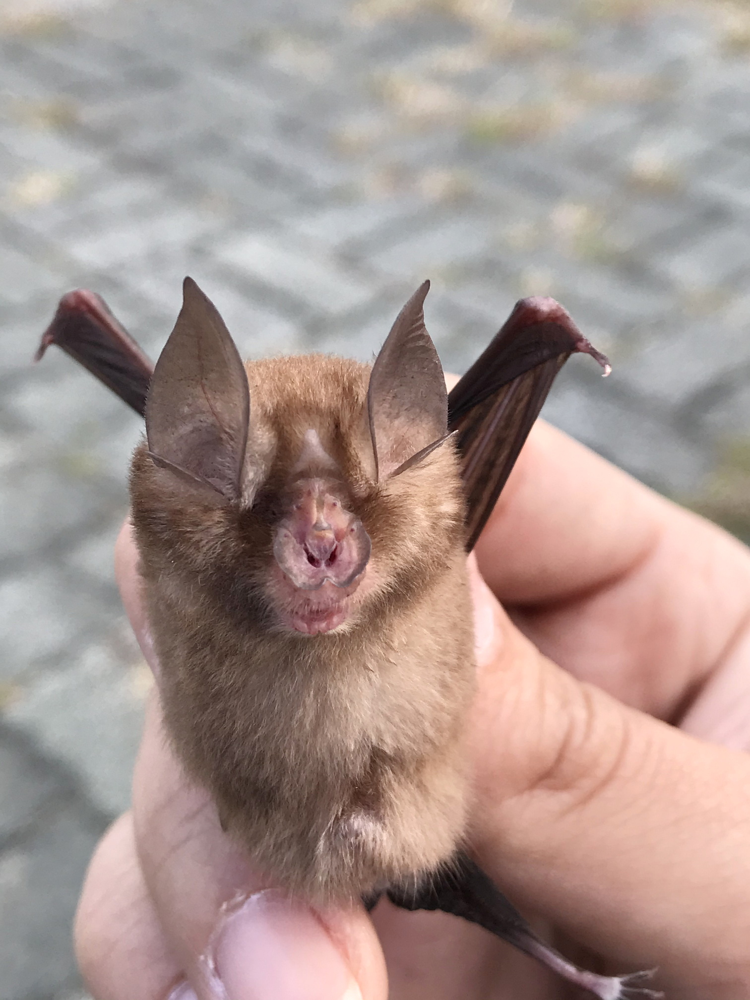 台灣蝙蝠驗出新型麗沙病毒 可人畜共通 中招病徵似狂犬病 (附9大感染症狀)