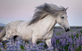 組圖：冰島馬與獨特自然景觀的完美組合
