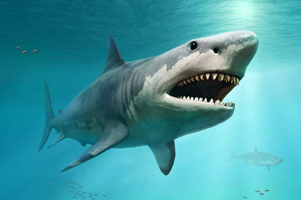 美國女童發現的巨齒鯊牙齒 有1500萬年歷史