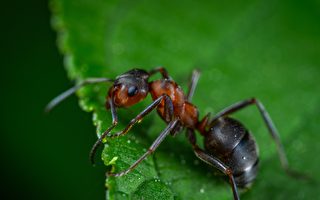 研究發現：螞蟻可嗅出尿液中的癌症氣味