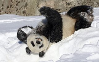 芬兰动物园准备将两只大熊猫送回中国