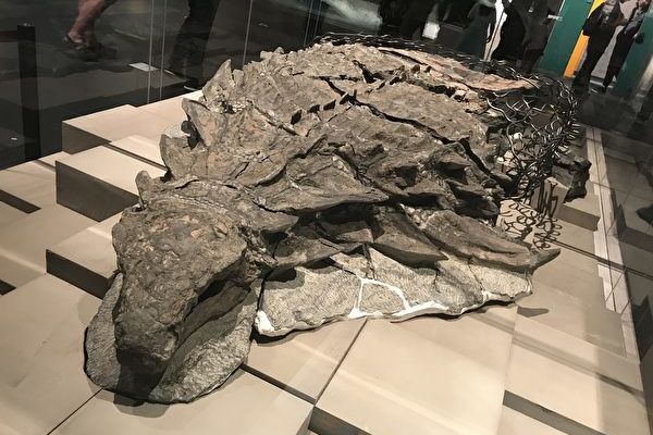 考古学家从化石中发现一张完整的恐龙脸