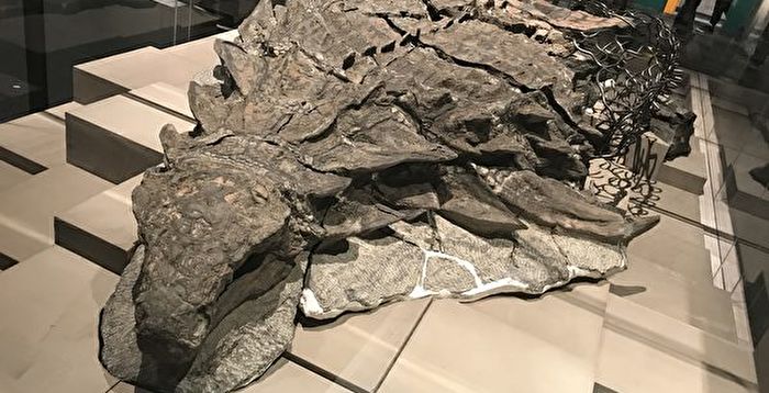 考古学家从化石中发现一张完整的恐龙脸