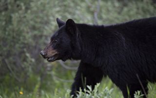 贾斯珀公园游客遭遇黑熊 爱犬被袭致死