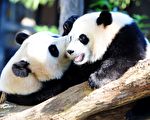 谢田：大熊猫与网课——红朝国势衰落的牺牲品