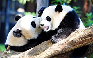 謝田：大熊貓與網課——紅朝國勢衰落的犧牲品