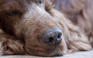 世界最长寿小狗以31岁犬界高龄去世