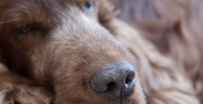 世界最长寿小狗以31岁犬界高龄去世
