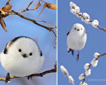 组图：如糯米团般圆滚滚的小鸟 风靡日本